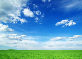 Obraz premium green field