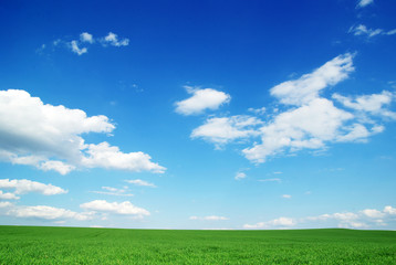 Fototapeta premium green field