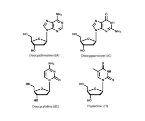 DNA building block structures (deoxynucleosides)