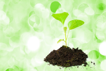 Growing green plant on holiday lights