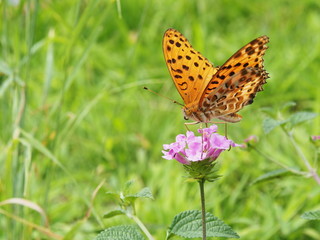 Indian Fritillary male