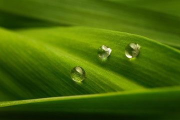 Three drops of water on a green leaf