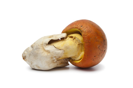 Single Caesar's Mushrooms