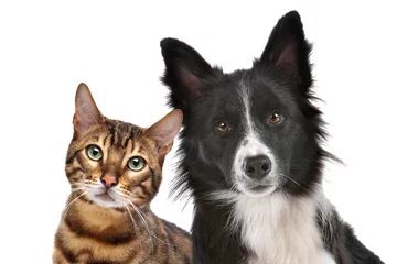 Foto op Plexiglas Hond en kat © Erik Lam