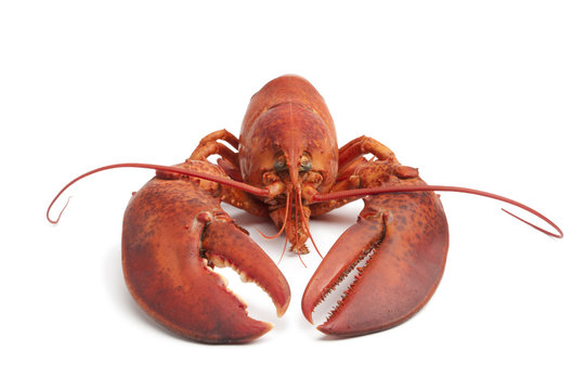 Fresh cooked lobster