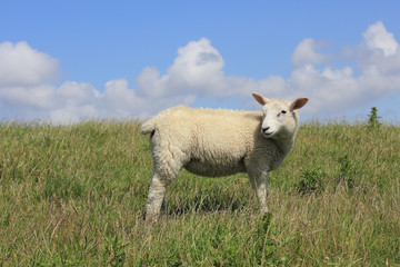 Fototapeta premium Junges Hausschaf, Ovis orientalis aries
