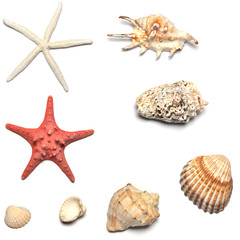 shells and starfishes collections