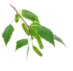 Birch on a white background