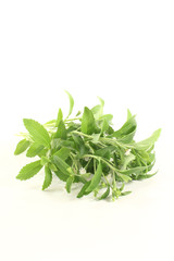 Stevia mit Blüten