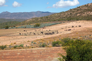 Ostrich farm landscape, Karoo region, Western Cape