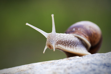 Snail