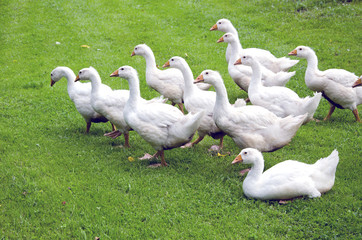 white gooses party on green grass