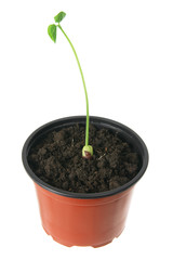 Young Plant in Pot
