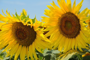 Obraz premium Girasoli