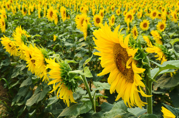 Campo  di Girasoli