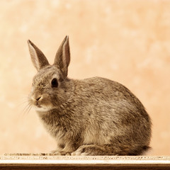 Rabbit