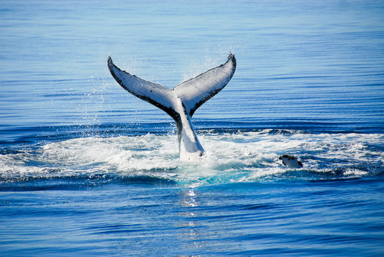 Humpback Whale in Australia
