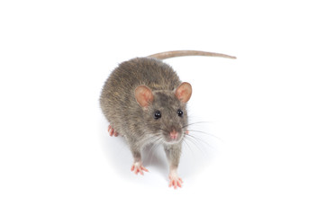 rat