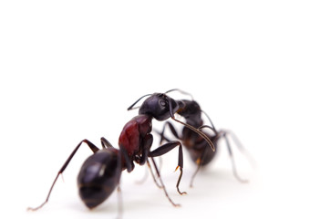 ムネアカオオアリ