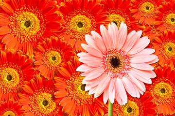 Gerbera flower background
