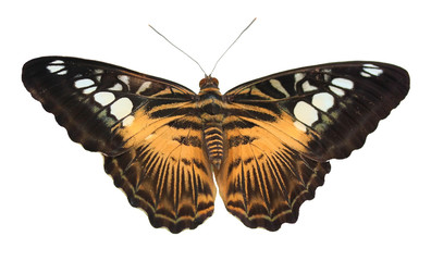 Fototapeta premium Yellow tropical butterfly