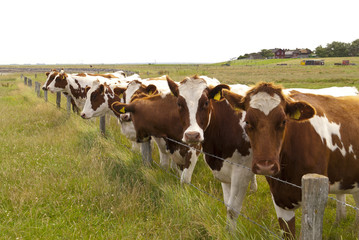Fototapeta na wymiar Kühe auf Hallig Oland