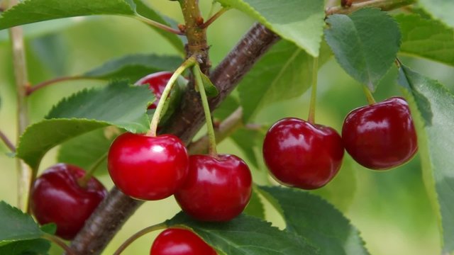 Sauerkirschen vid 01 orig