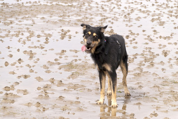Hund im Watt