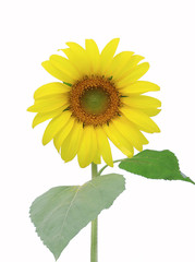 Sunflower isolate on white background