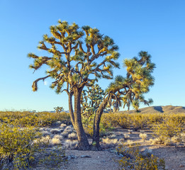 joshua tree in warm bright light