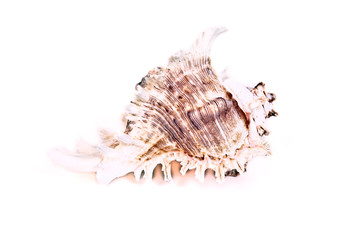 Seashell isolated on the white