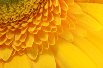Close up of yellow petals, pistils and green heart