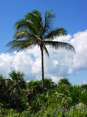 palm tree on sunny day