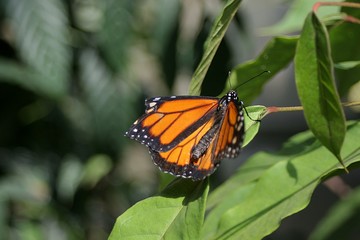 Fototapeta na wymiar Schmetterling auf einem Blatt