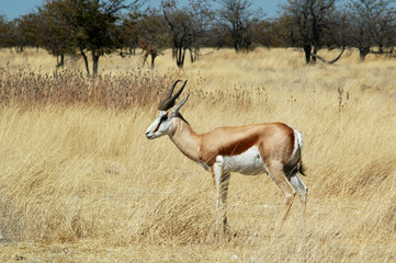 Namibia. Etosha National Park springbok