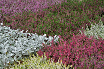 Herbst im Garten