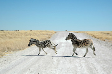 Fototapeta na wymiar Namibia. Etosha National Park zebre