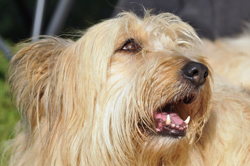 berger des Pyrénées