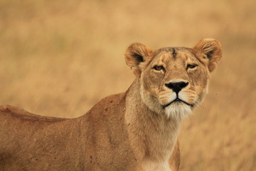 Fototapeta na wymiar Lioness czają