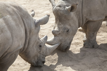 Obraz premium Dominanzkampf zwischen Nashörnern