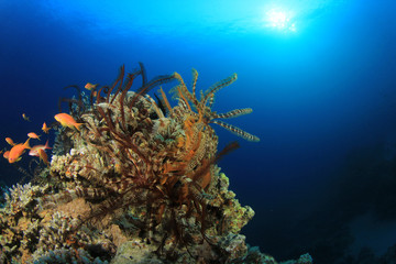 Feather Stars on Coral Reef