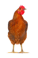 hen