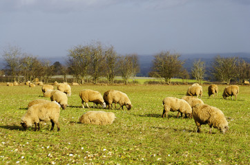 Sheeps in a field in winter