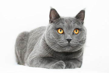 British shorthair cat