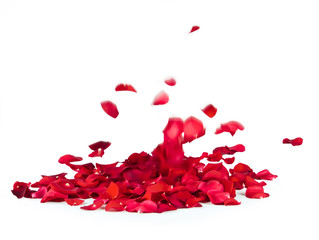 Rose Petals