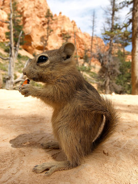 Prairie dog eating