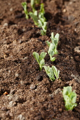 Green pea sprouts with water drop growing from soil, shallow DOF