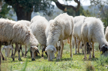 Obraz na płótnie Canvas flock of grazing sheeps