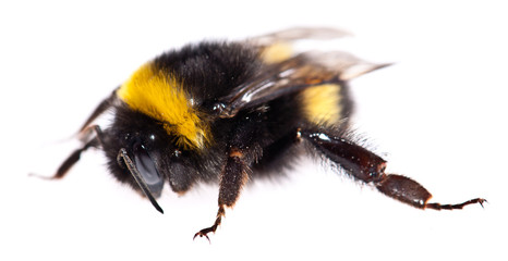 Bumblebee macro view isolated