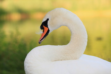 Fototapeta premium Schwan-17896b1